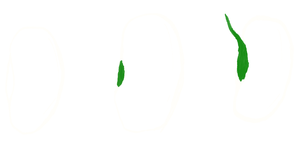 Beans